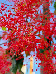 Bright red flowers with small petals and green leaves against a blue sky. The scene captures the beauty of nature in full bloom.