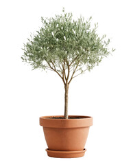 Elegant Potted Tree with Silver-Leaved Branches Ideal for Home Decor and Interior Design Projects, transparent background