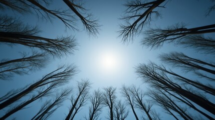 A serene view looking up through tall, bare trees against a bright sky provides a calming natural ambiance, ideal for nature-themed projects, wellness content, or environmental awareness campaigns,