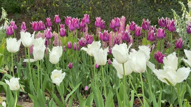 Fringed white tulips (unidentified species) and lily-flowered pink and white tulips (binomial name: Tulipa &lsquo;Ballade&rsquo;) in a garden bed of spring flowers swaying in a breeze, northeastern Illinois