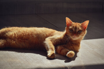 Gato naranja