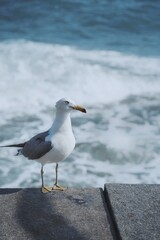seagull on the beach