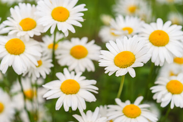 Cose up of blooming white daisies, chamomile with yellow centers growing in a lush meadow...