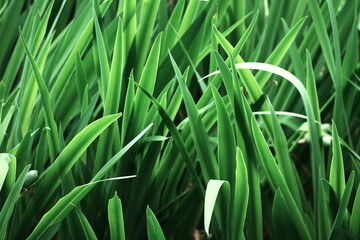 green grass background