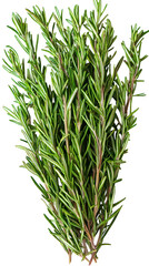 Fototapeta premium Rosemary sprigs, tied at the base. Green and detailed