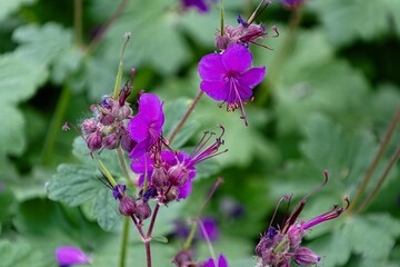 lilac blossoms in the garden
