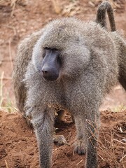 Olive Baboon in Tarangire National Park, Tanzania