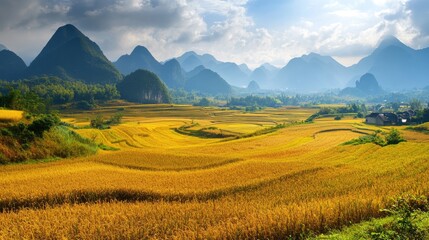 Obraz premium Golden Rice Fields Surrounded by Majestic Mountains Under a Dramatic Sky at Sunset in a Scenic Rural Landscape