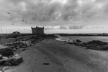 2024 03 19 Essaouira fortress and seagulls 33