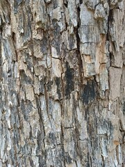 Tree Bark Texture