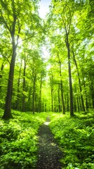 Fototapeta premium Sunlit forest path, lush greenery, nature background, tranquil scene