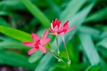 red flower in the garden