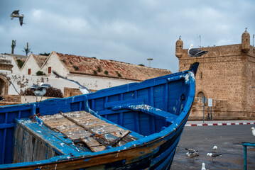 2024 03 19 Essaouira seagulls 35