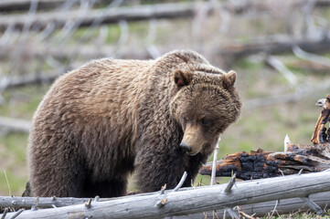 Grizzly Bear in Springtime in Yellowstone National Park Wyoming