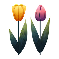 Set of tulips. Yellow-orange, pink-purple flowers with gradient shading. Isolated on white background, suitable for spring design, cards, patterns or packaging. Vector