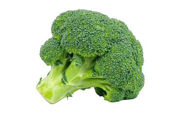 Fresh broccoli head, vibrant green