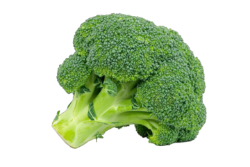 Fresh broccoli head, vibrant green