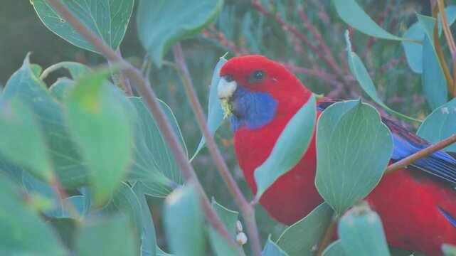 Hidden rosella eating seed in leaves