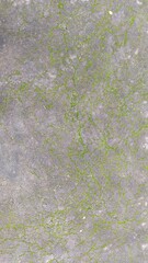 green grass texture
