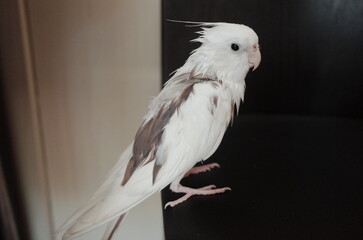Cockatiel pet parrot