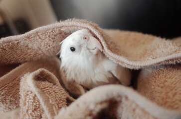 Cockatiel pet parrot