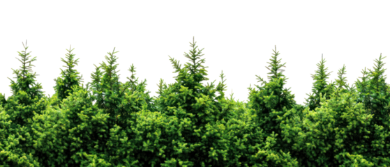 PNG Green tree border trees nature forest.