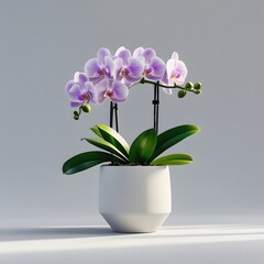 Pink phalaenopsis orchid in a vase, a beautiful blooming floral decoration