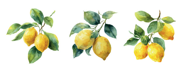 Watercolor lemon tree branch with lemons. Yellow ripe lemons on a lemon tree branch. Concept of Italy,Mediterranean. Vintage watercolor cirrus fruits. Vector illustration.