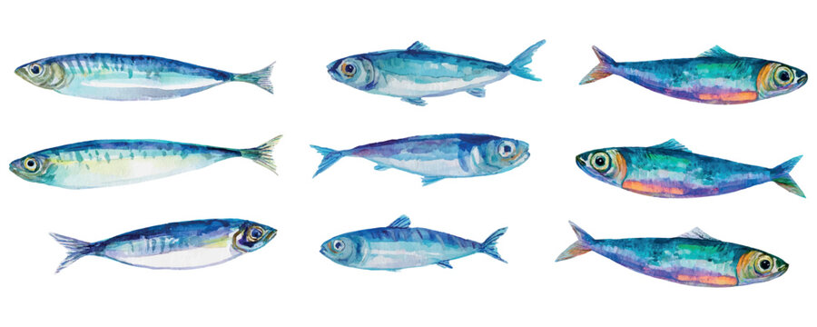 Watercolor set of sardine fish png. Small sea fish sardines for cooking. Seafood concept. Fish for cooking. Elements of seafood, restaurants, sea cuisine. Vector illustration.