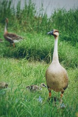 ducks on the grass