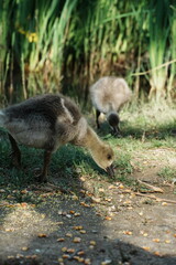 Naklejka premium baby canada goose