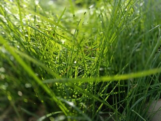 dew on grass