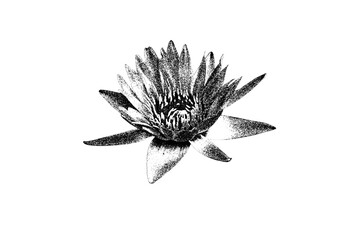 Black and white botanical flowers. Black and white engraved ink art collection. Diseños de Flores monocromáticas. PNG.