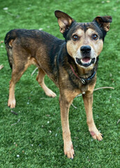 Australian Kelpie Mix Standing on Turf