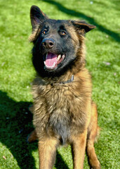 Belgian Malinois Dog on Green Grass