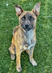 Brindle Terrier Mix Sitting in Sunlight