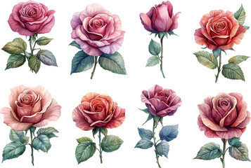 Naklejka premium collection of roses