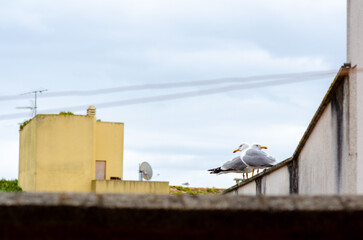 Two seagulls perched on a concrete rooftop, surrounded by urban architecture and a soft cloudy sky,...