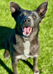 Black Shepherd Mix with Bright Eyes