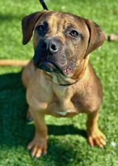 Fototapeta premium Tan Pitbull Mix Standing on Turf