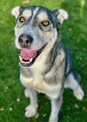 Husky Mix Dog Smiling on Turf