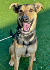 German Shepherd Mix Dog with Tongue Out