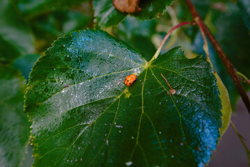 Closeup view of ladybird pupa attached to green linden leaf during the metamorphosis stage in...