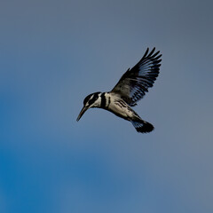 A Pied Kingfisher Hovering in a Cloudy Sky