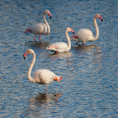 Four Flamingos in a Pond