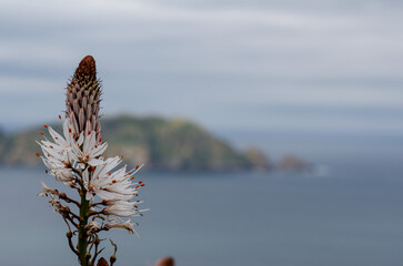 Single wild asphodel blooming near coastline with soft-focus mountains and ocean views. Tranquil nature, botany, and travel concept for creative projects.