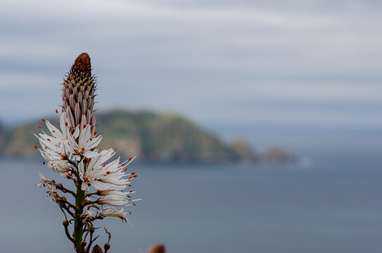 Single wild asphodel blooming near coastline with soft-focus mountains and ocean views. Tranquil nature, botany, and travel concept for creative projects.