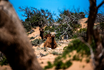 2024 03 20 Essaouira Camel 36