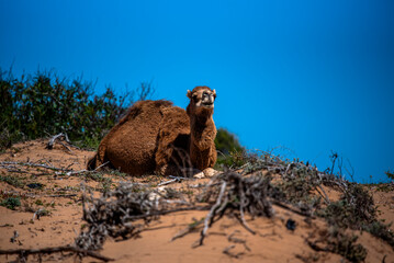 2024 03 20 Essaouira Camel 37