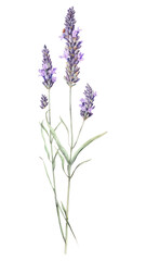 Obraz premium PNG Tall Lavender lavender illustration botanical.